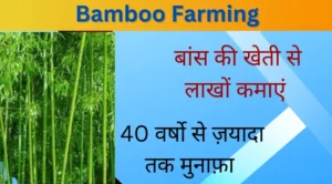 Bamboo Farming